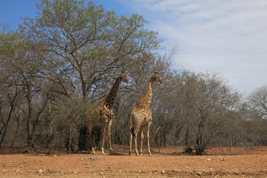 Treetops مارلوث بارك المظهر الخارجي الصورة