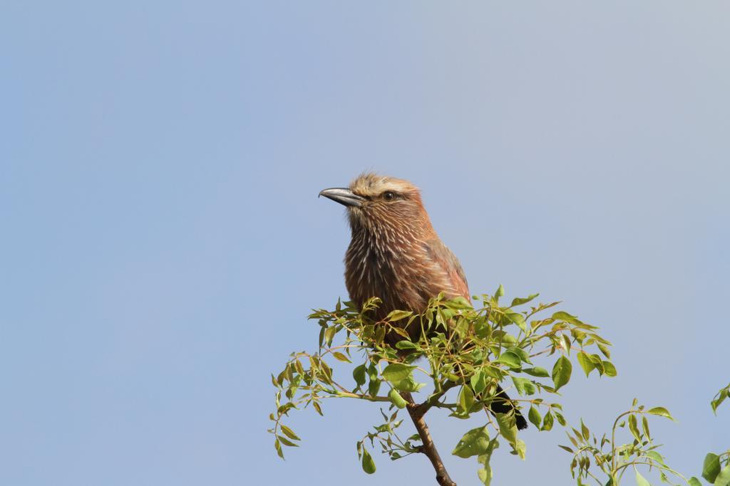 Treetops مارلوث بارك المظهر الخارجي الصورة